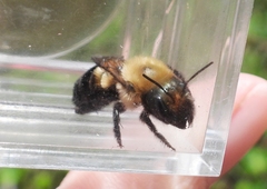 Osmia bucephala