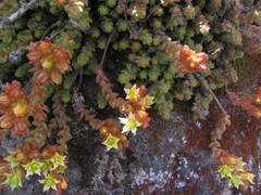Sedum ignescens