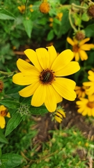 Astylus vittaticollis