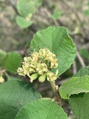 Cordia monoica