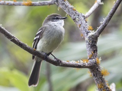 White-Throated Tyrannulet photo 1