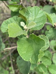 Cordia monoica
