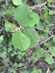 Cordia monoica