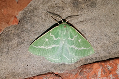 Thetidia smaragdaria
