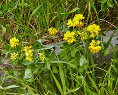 Trigonella corniculata