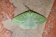 Thetidia smaragdaria