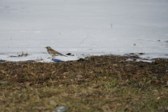 Turdus pilaris