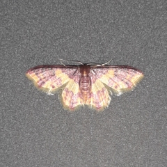Lophosis labeculata