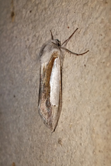 Cucullia argentina