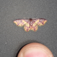 Lophosis labeculata