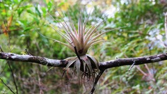 Tillandsia gardneri