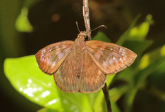 Ephyriades brunnea floridensis