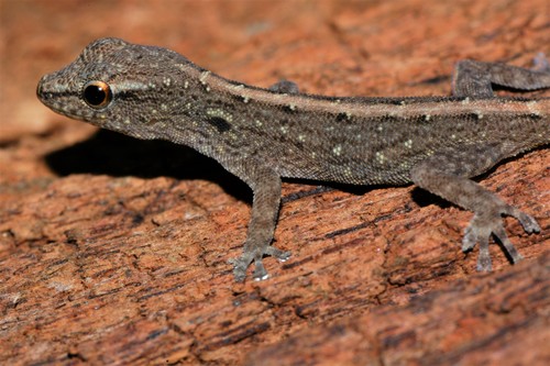 Ambilobe Dwarf Gecko, Lygodactylus expectatus