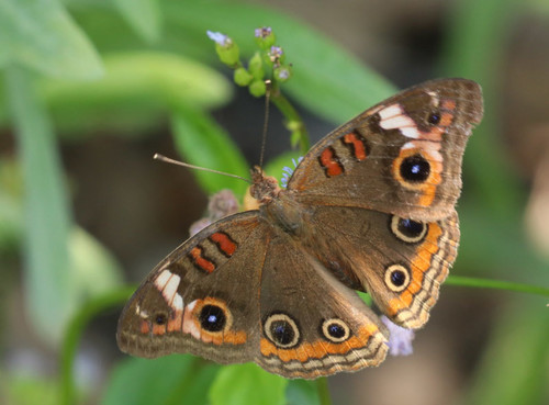 West Indian Mangrove Buckeye
