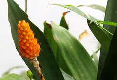 Aechmea comata