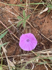 Ipomoea magnusiana image