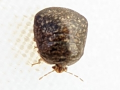 Megacopta cribraria