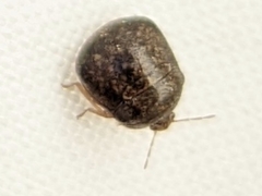 Megacopta cribraria