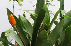 Aechmea comata