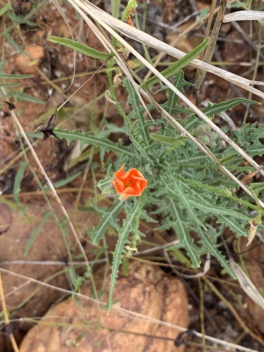 Tricliceras schinzii subsp. laceratum image