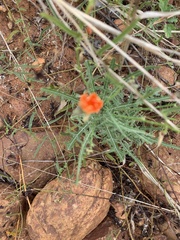 Tricliceras schinzii subsp. laceratum image