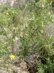 Adesmia miraflorensis