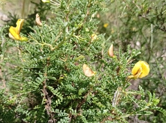 Adesmia miraflorensis