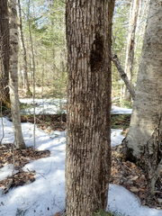 Ostrya virginiana image