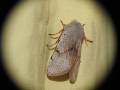 Perigrapha rorida
