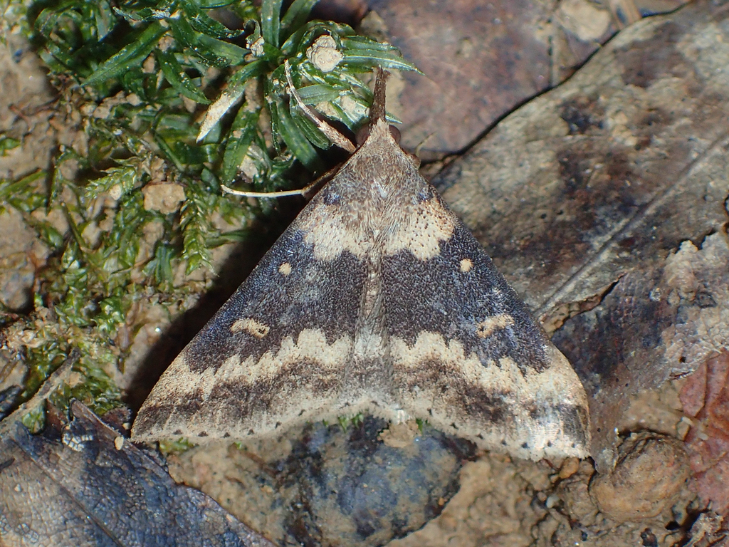 Discolored Renia Moth