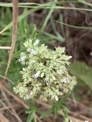 Agathisanthemum bojeri