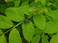 Otiorhynchus vehemens