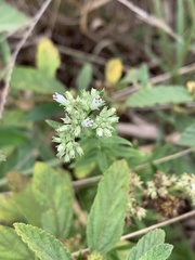 Agathisanthemum bojeri
