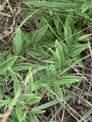 Agathisanthemum bojeri