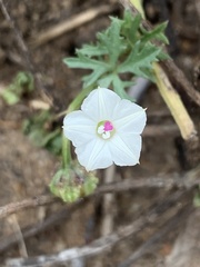 Ipomoea coptica
