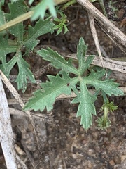 Ipomoea coptica