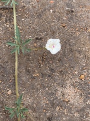 Ipomoea coptica