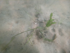 Halodule wrightii