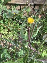 Sonchus asper