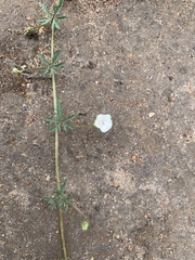 Ipomoea coptica