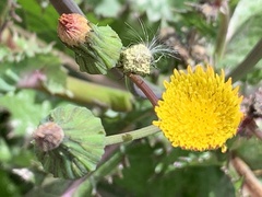 Sonchus asper