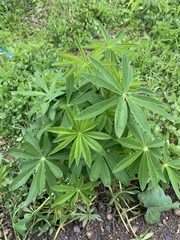Lupinus polyphyllus