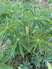 Lupinus polyphyllus