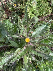 Sonchus asper