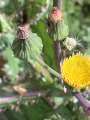 Sonchus asper
