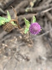 Sphaeranthus peduncularis