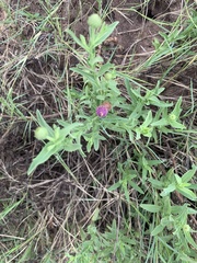 Sphaeranthus peduncularis