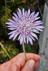 Knautia integrifolia