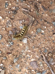 Orgyia pseudotsugata