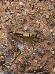 Orgyia pseudotsugata